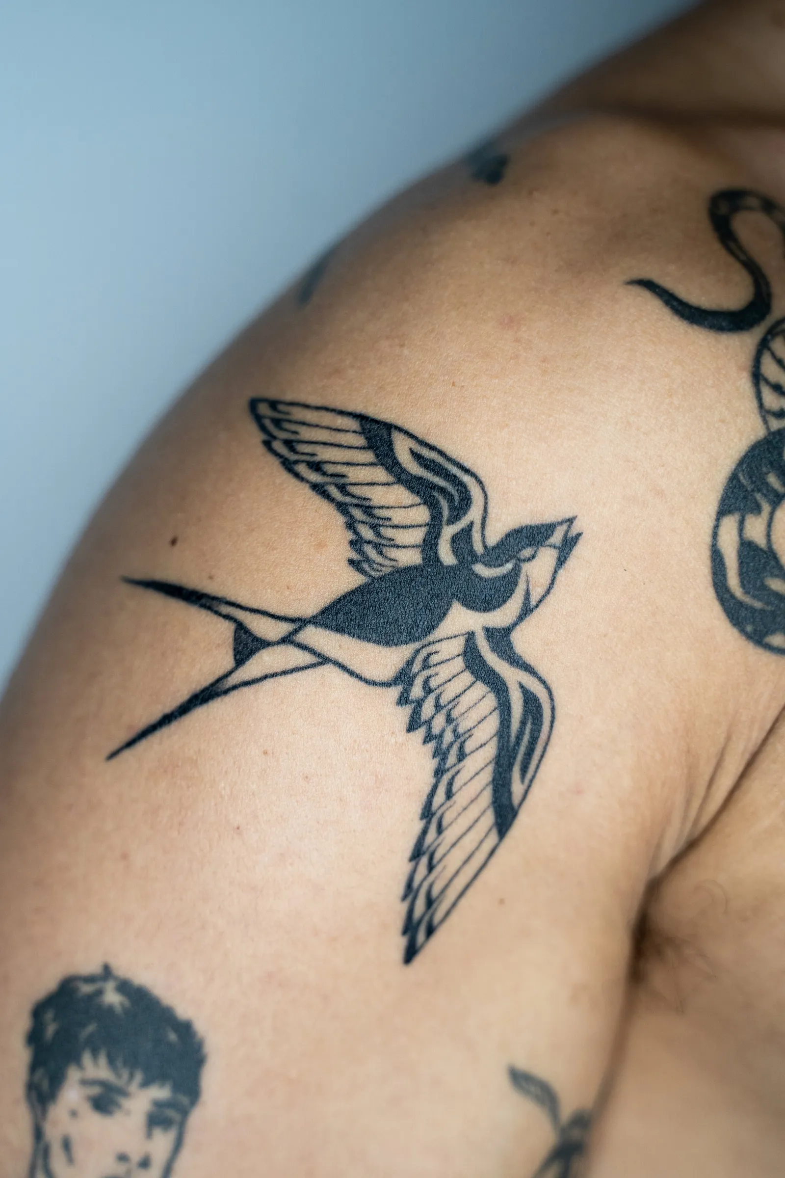 The same healed swallow, the shoulder turned toward the light
