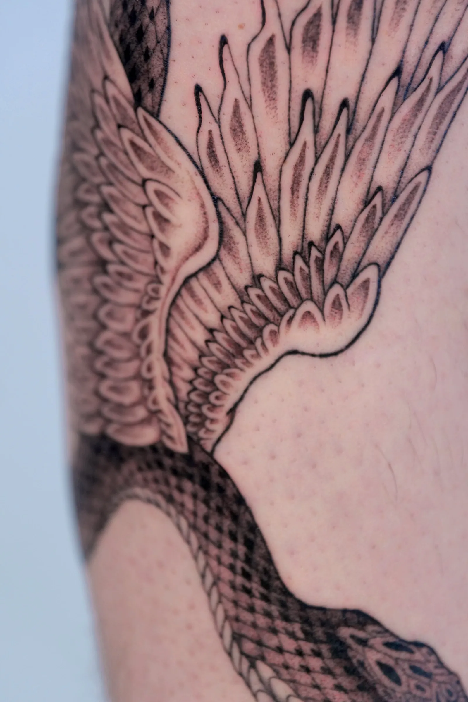 Close view of the feathered wings and the snake's body