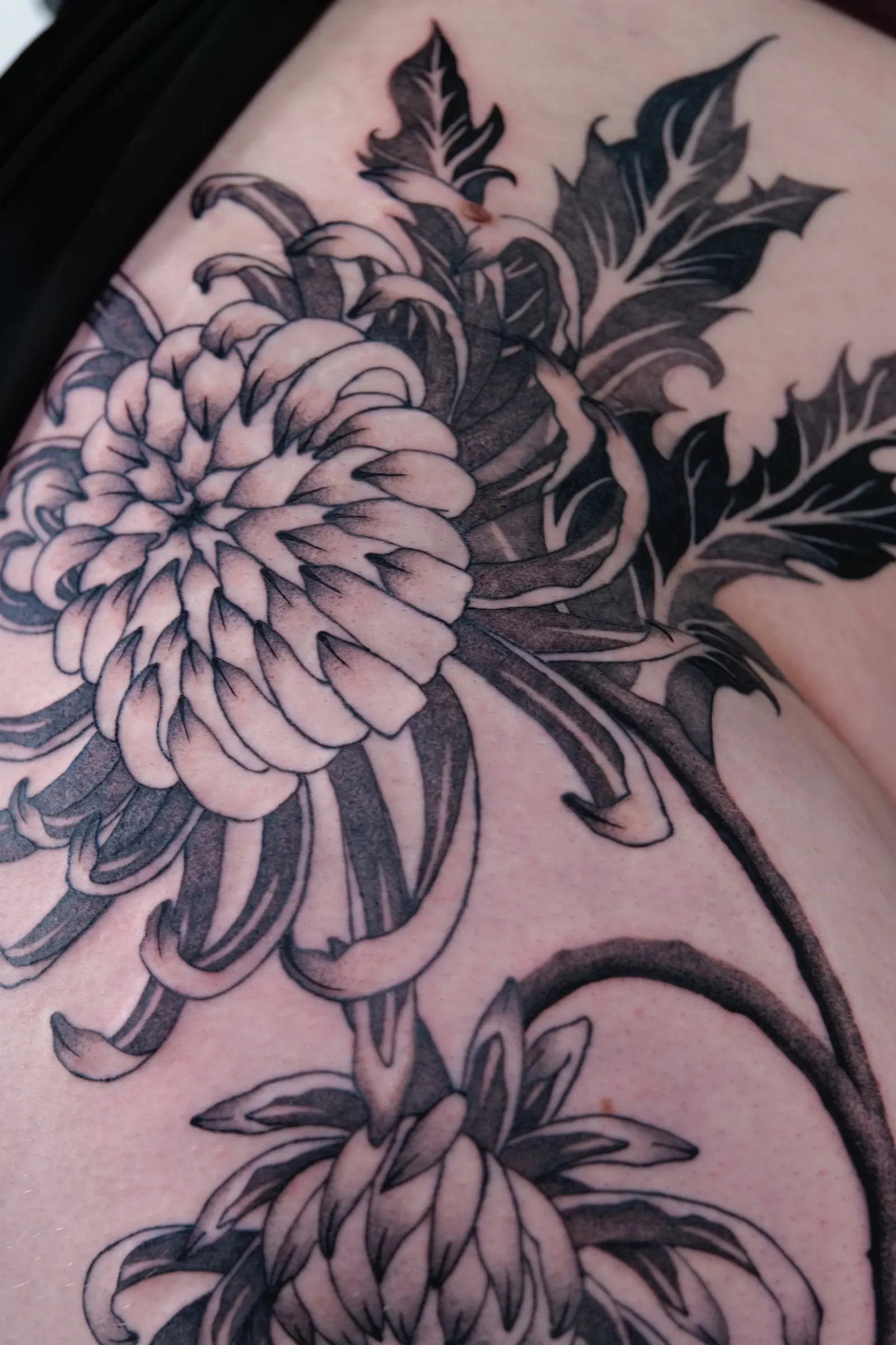 Close view of a chrysanthemum's curled petals, shaded in black and grey