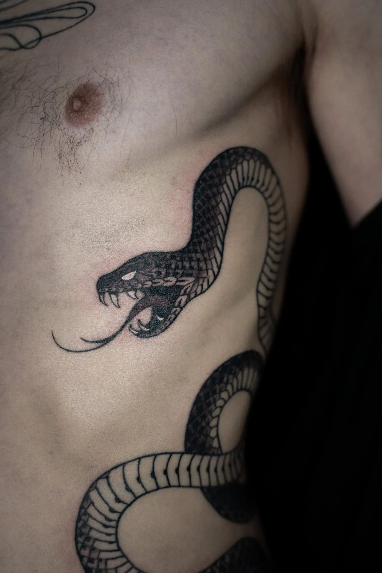 Close view of the snake's open mouth, fangs and forked tongue on the ribs