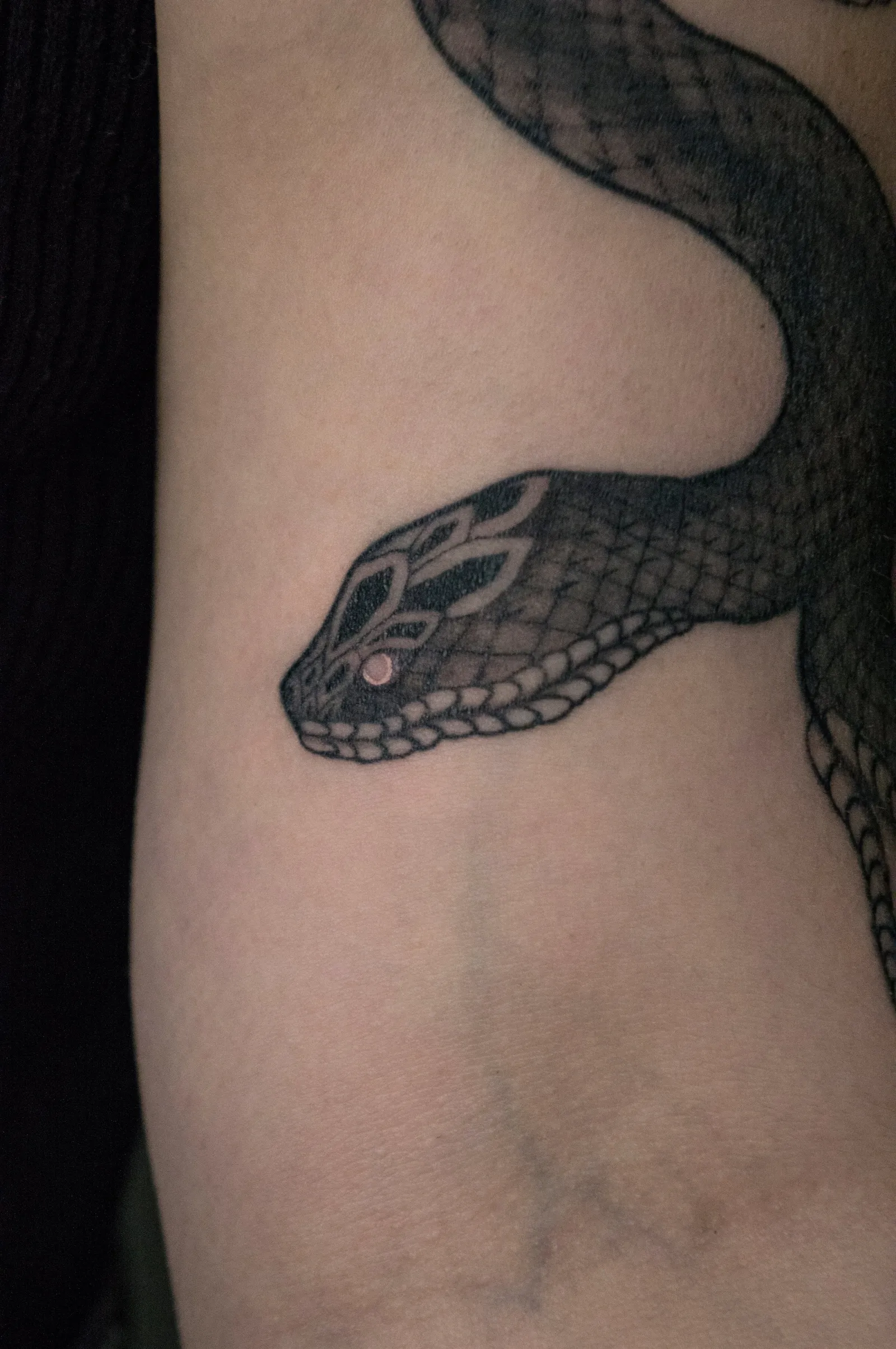 Close view of the snake's head and its fine scale pattern