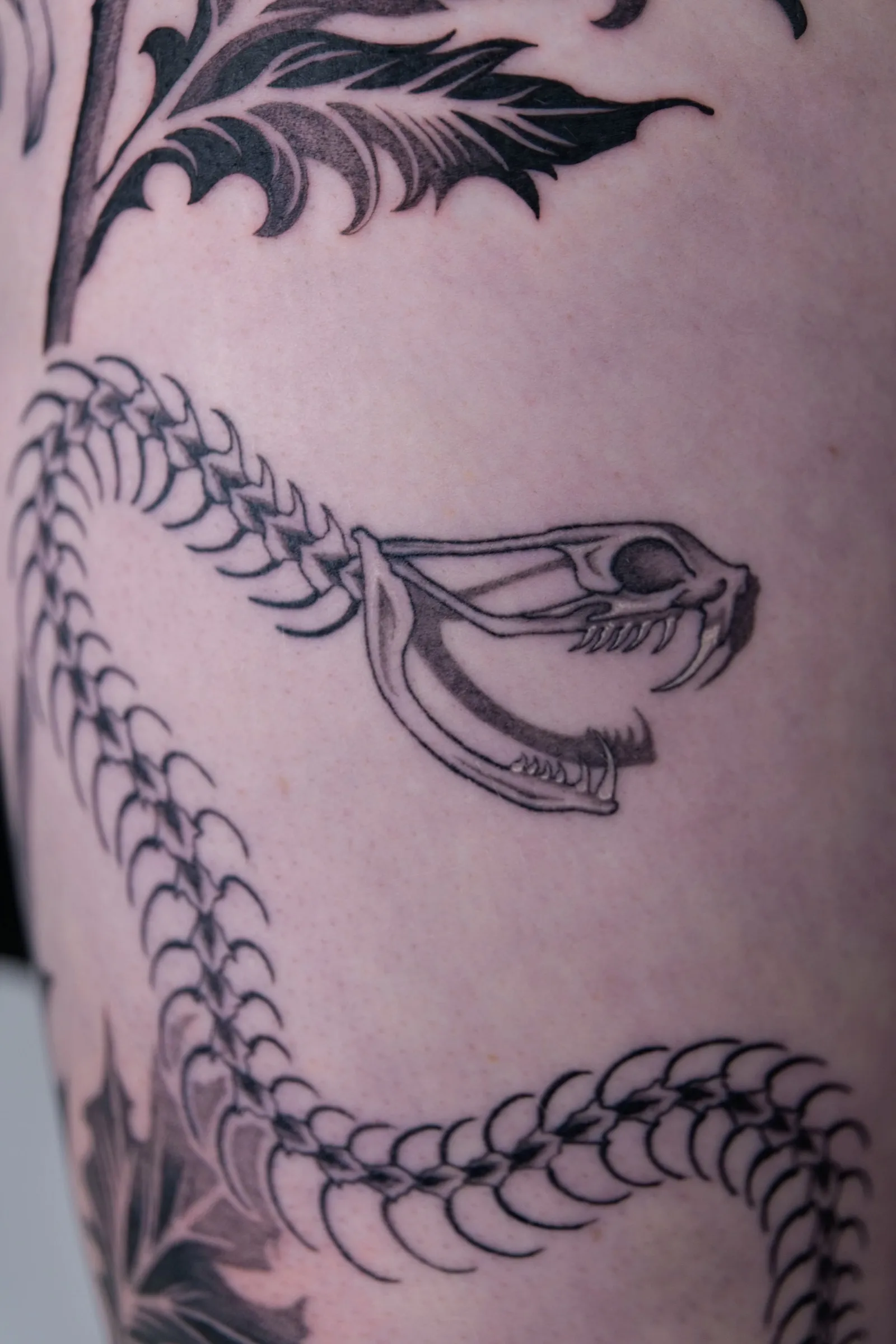 Close view of the snake skeleton's skull and vertebrae