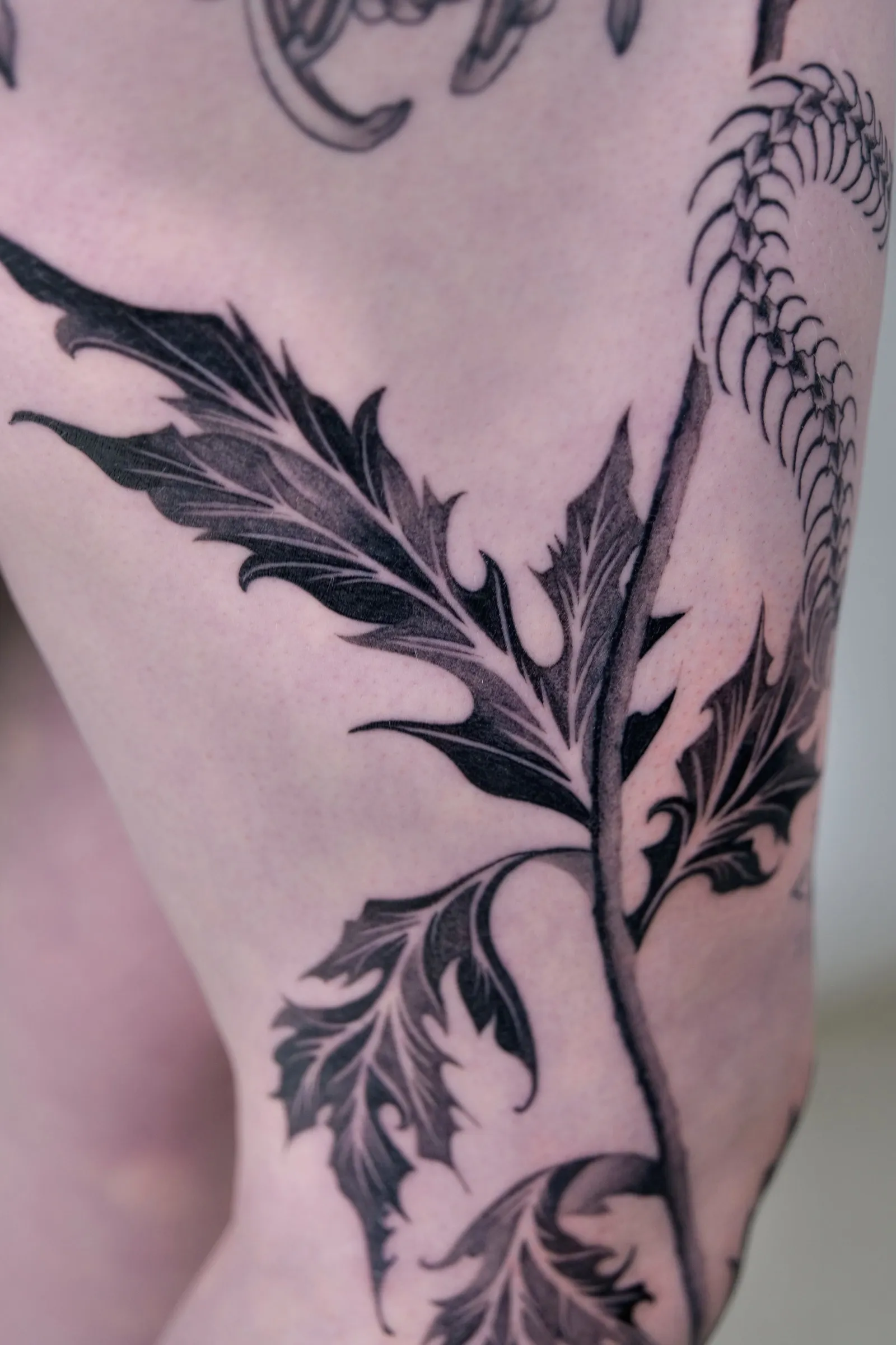 Close view of a thistle leaf beside the snake's spine